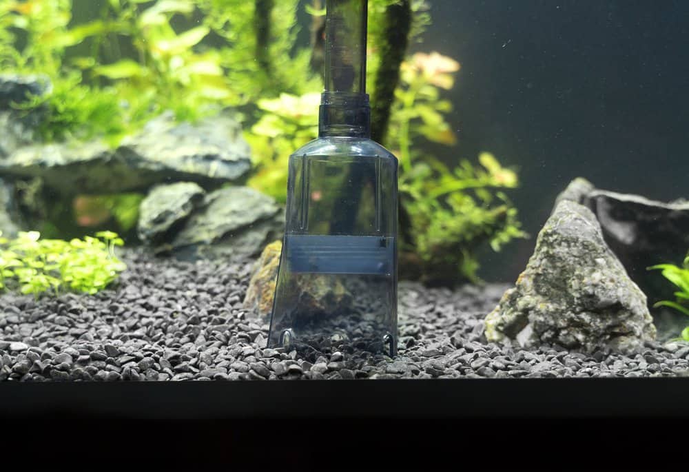 Cleaning the gravel in the aquarium using siphon