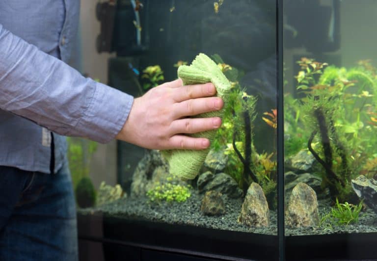 Male hand cleaning aquarium using microfiber towel