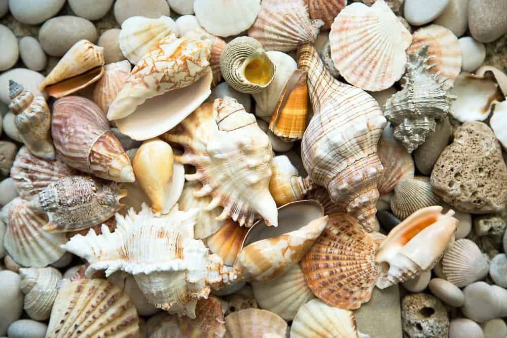 Variety of sea shells and stones