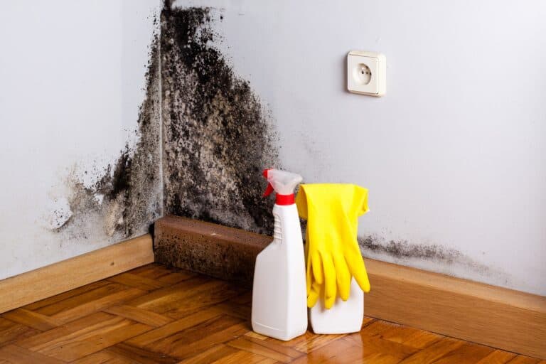 Black mold in the corner of room wall and cleaning spray and gloves on the floor