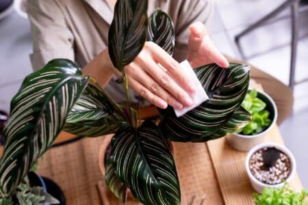Woman hands using cotton wipe to clean house plant leaves